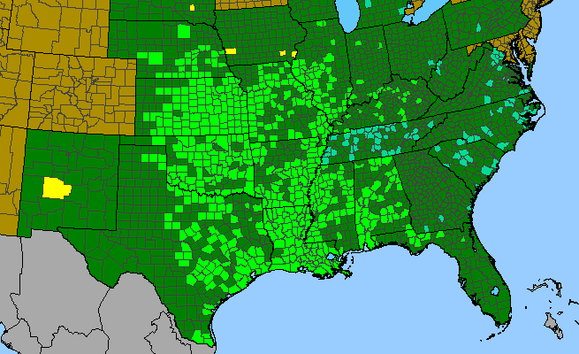 The range of Iva annua